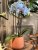 Orchidea