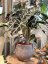 Alocasia