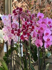 Luxusná orchidea Phalaenopsis