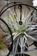 Tillandsia Luxury edition