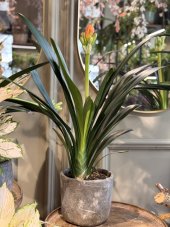 Clivia