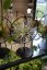 Tillandsia Luxury edition