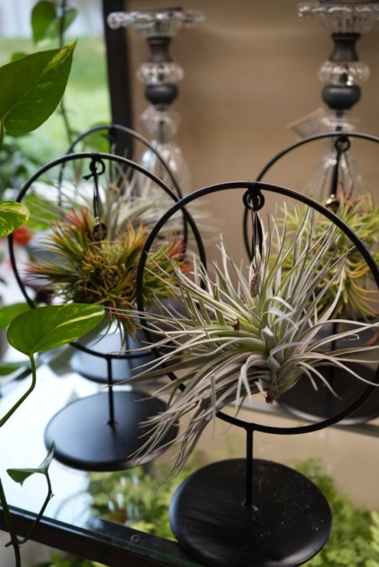 Tillandsia Luxury edition