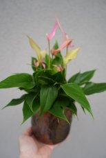 Antúria Pink