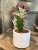 Euphorbia lactea