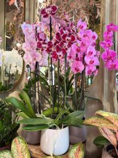 Luxusná orchidea Phalaenopsis