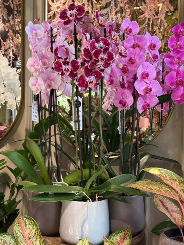 Luxusná orchidea Phalaenopsis