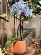 Orchidea