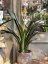 Clivia