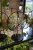Tillandsia Luxury edition