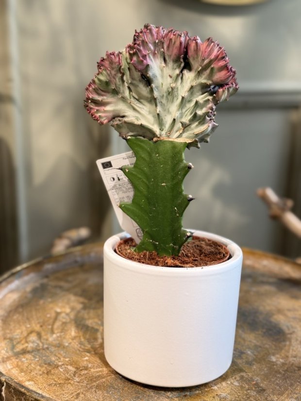 Euphorbia lactea