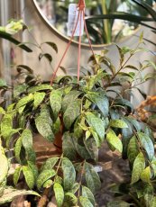 Aeschynanthus