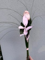 Minimalistická ružová ruža s dekoráciou