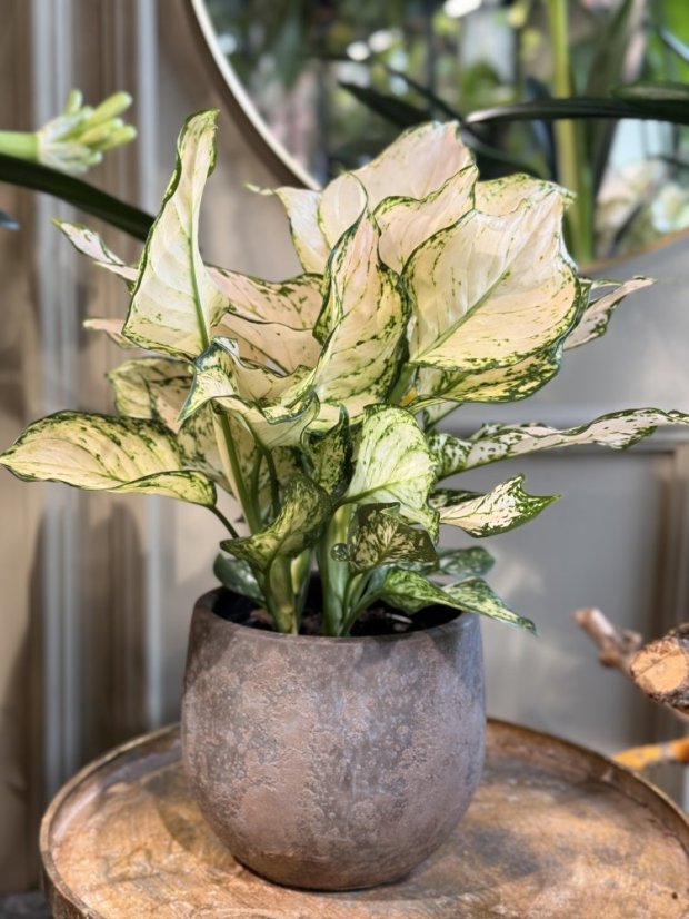 Aglaonema