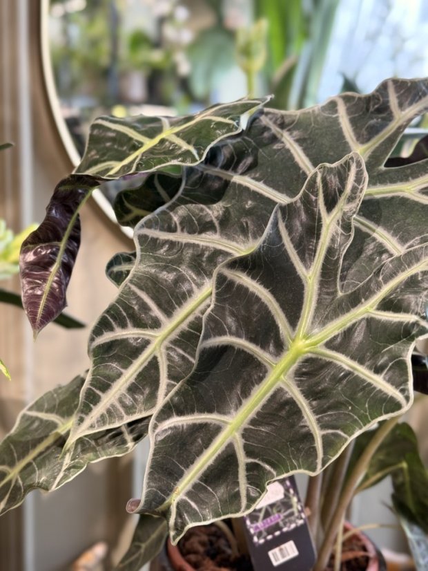 Alocasia