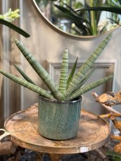 Sansevieria
