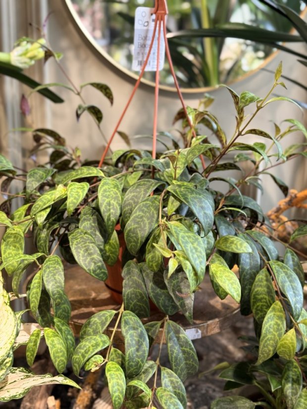 Aeschynanthus