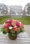 Kytica - Milion Roses