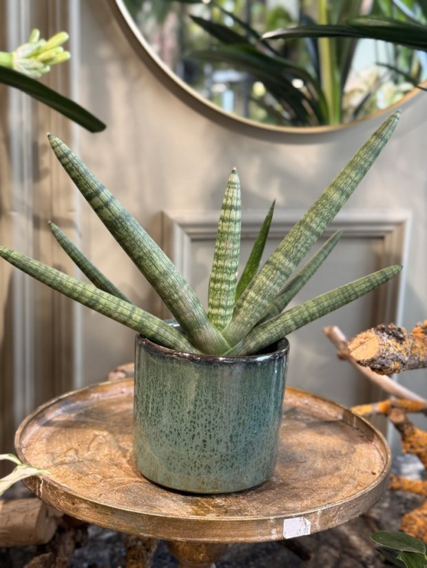 Sansevieria