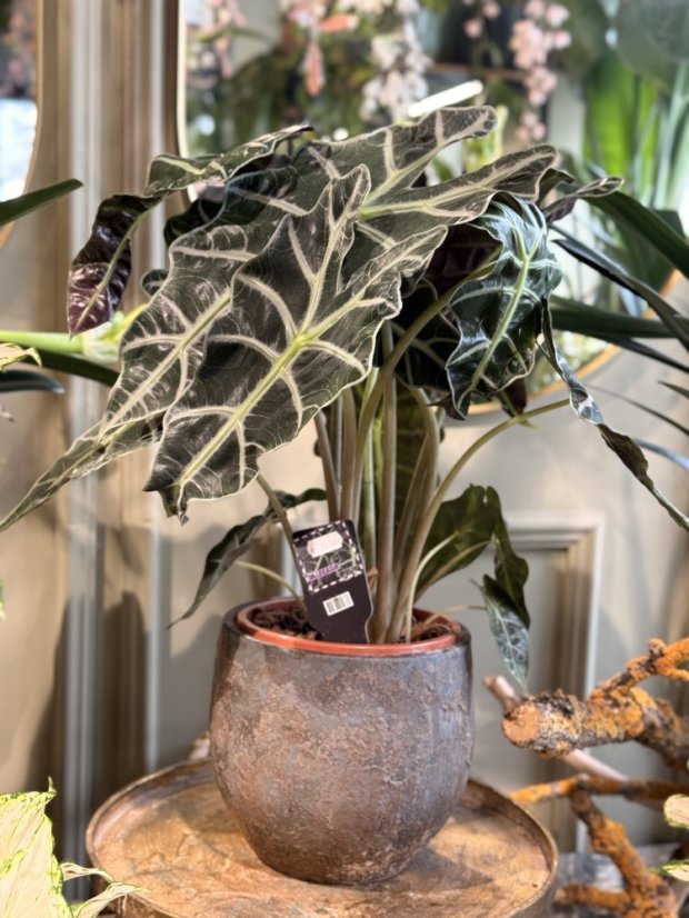Alocasia
