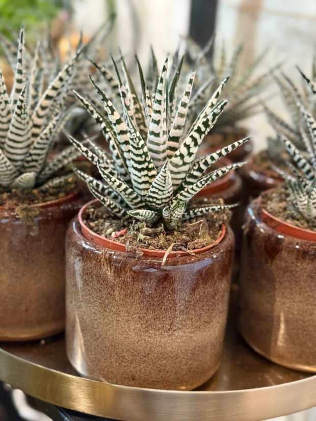 Haworthia zebrina