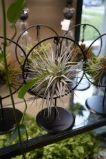 Tillandsia Luxury edition