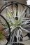 Tillandsia Luxury edition