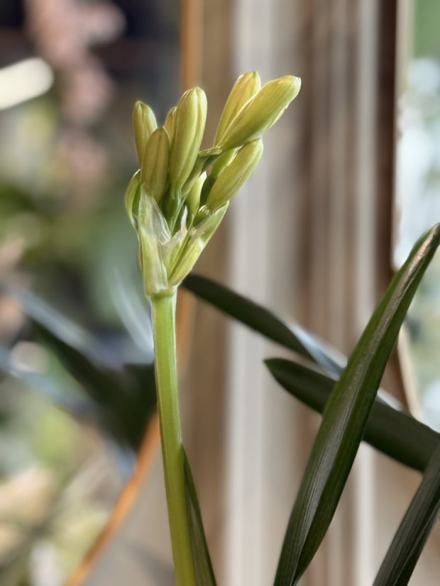 Clivia