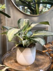 Aglaonema ‘Maria Christina’