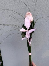 Ruža z lásky - PINK
