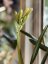 Clivia