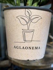 Aglaonema