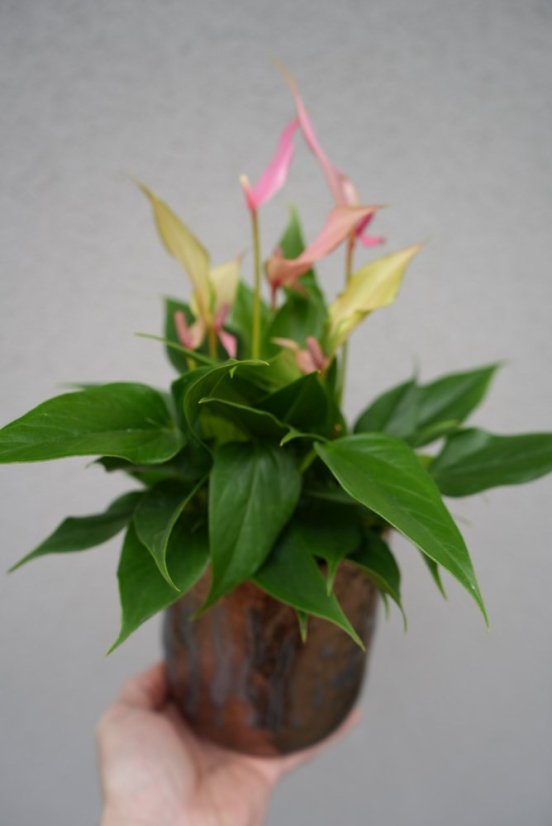 Antúria Pink