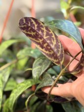 Aeschynanthus