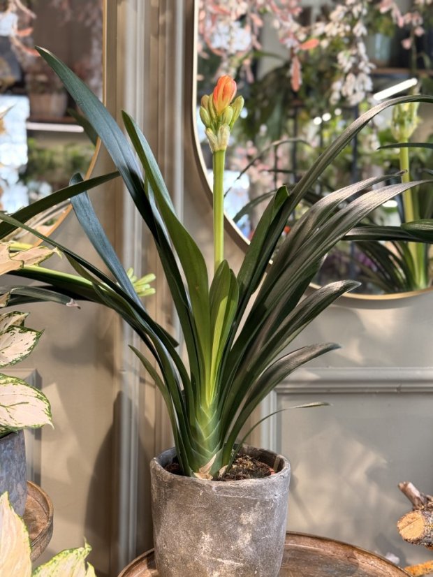 Clivia