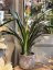 Clivia