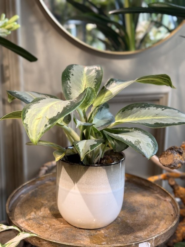 Aglaonema ‘Maria Christina’
