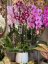 Luxusná orchidea Phalaenopsis