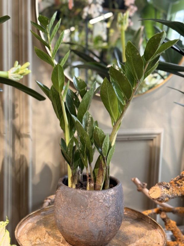 Zamioculcas