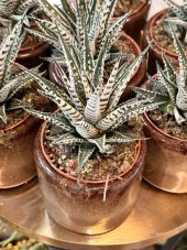 Haworthia zebrina