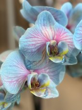 Orchidea
