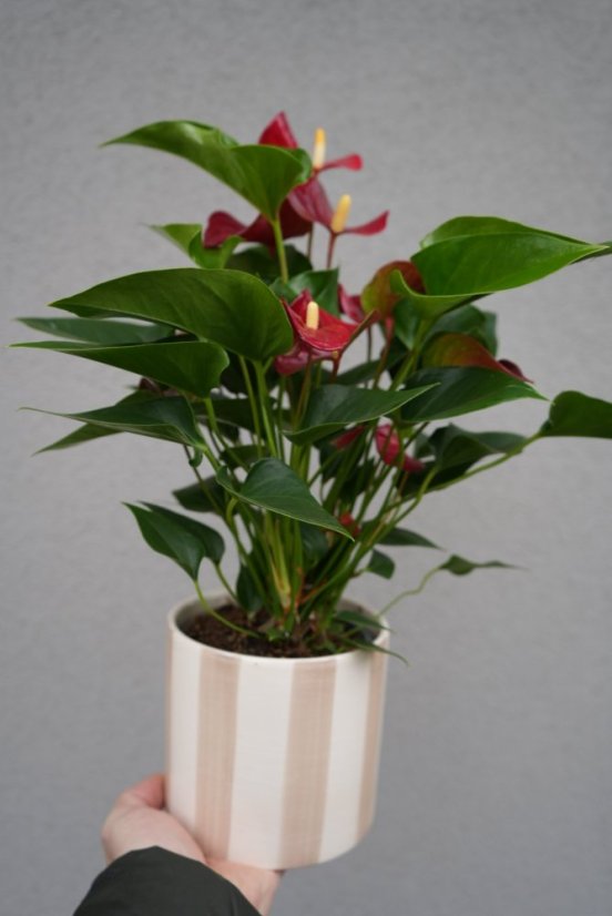 Antúria Red