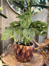 Monstera adansonii