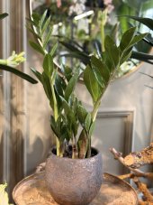 Zamioculcas
