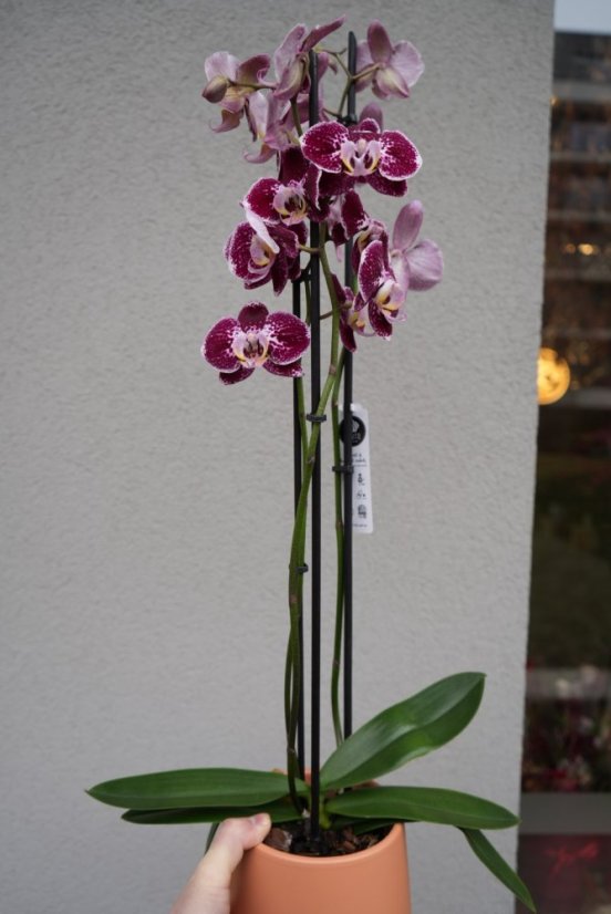 Orchidea pre Vašu kráľovnú