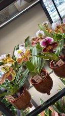Orchidea Paphiopedilum – Exkluzívna papučková kráľovná